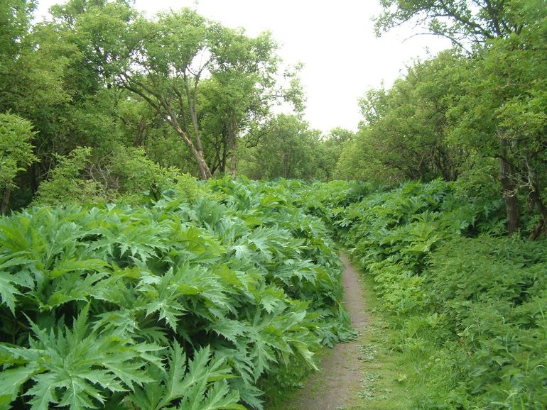 Massale groei van Reuzenberenklauw langs een wandelpad