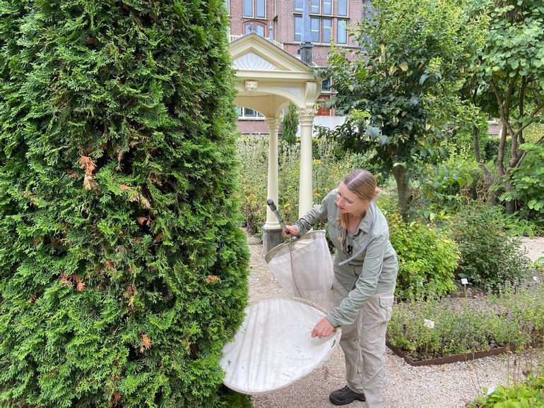 Entomoloog Aglaia Bouma op wespenjacht in de Clusiustuin