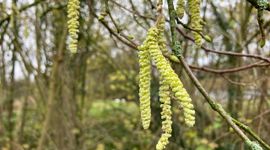 Bloeiende hazelaar op 29 november 2025