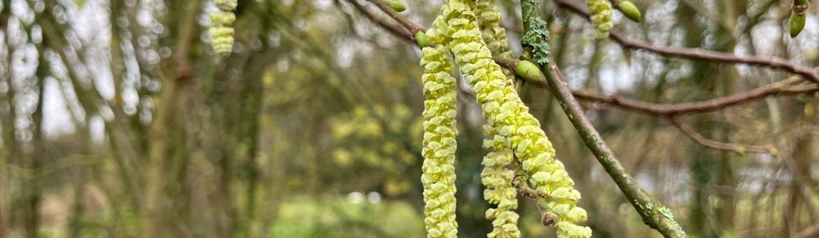 Bloeiende hazelaar op 29 november 2025