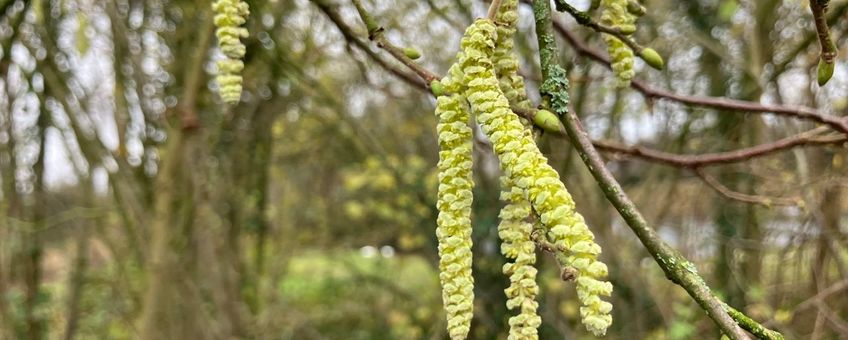 Bloeiende hazelaar op 29 november 2025