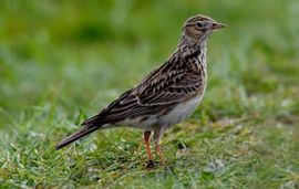 Alauda arvensis. Veldleeuwerik, jong