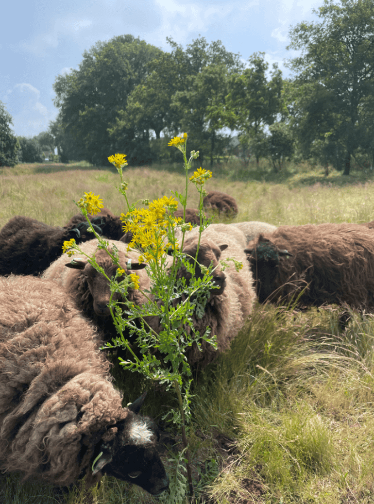 Schapen zouden minder gevoelig zijn voor Jakobskruiskruid