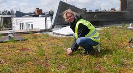 Onderzoekster Eva Drukker tijdens veldwerk op een groendak in Amsterdam