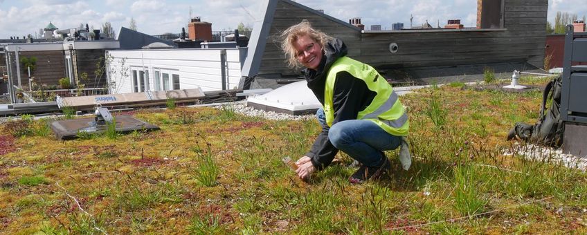 Onderzoekster Eva Drukker tijdens veldwerk op een groendak in Amsterdam