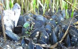 Slijkgras met mossels op Rhode Island