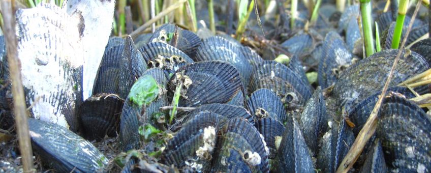 Slijkgras met mossels op Rhode Island