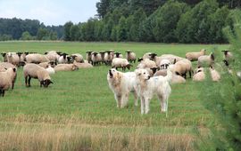 Schaapskudde met kuddewaakhonden op de Sallandse Heuvelrug EENMALIG GEBRUIK