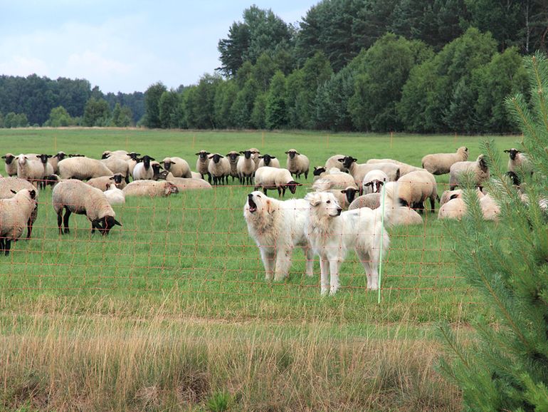 Schaapskudde in een wei met flexinetten en kuddewaakhonden