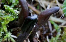 M.W.Boomsluiter Fijngeschubde aardtong
Geoglossum fallax
M.W.Boomsluiter