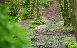 Europese grijze wolf EENMALIG GEBRUIK