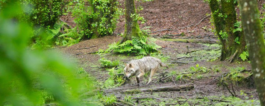 Europese grijze wolf EENMALIG GEBRUIK