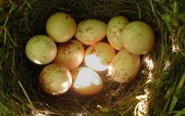 Nest van Grauwe Klauwier met 10 eieren van twee verschillende vrouwtjes