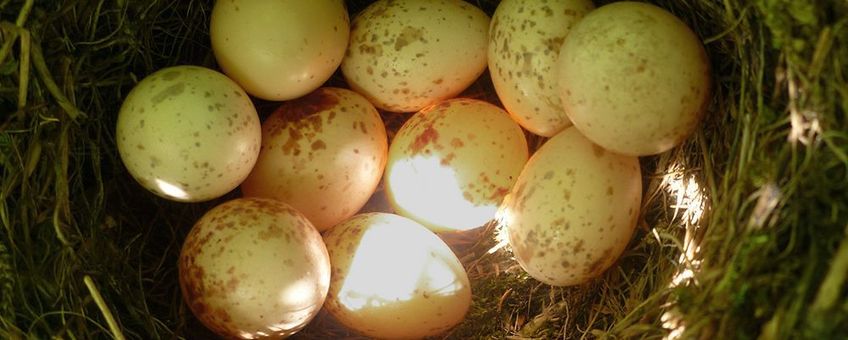 Nest van Grauwe Klauwier met 10 eieren van twee verschillende vrouwtjes