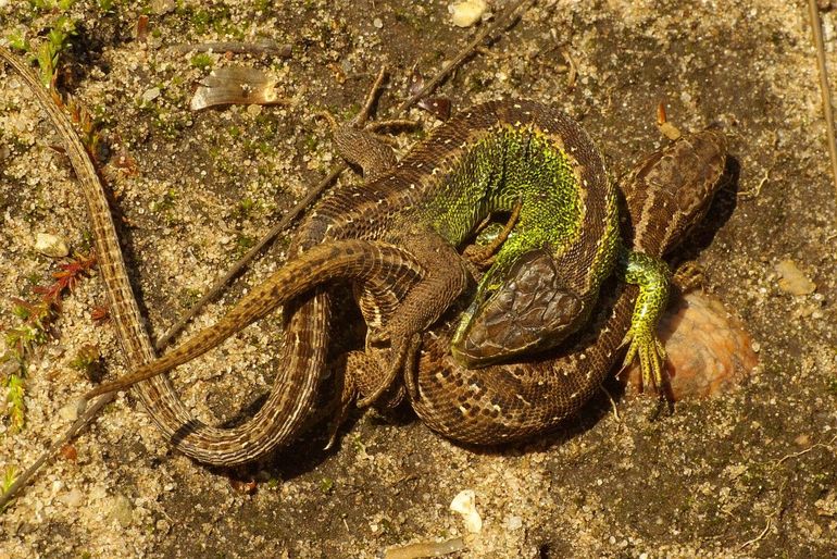 Parende zandhagedissen, het mannetje is groen