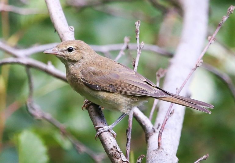 De tuinfluiter, een vogel zonder opvallende kenmerken