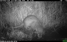 Freek Niewold Otter Doesburg