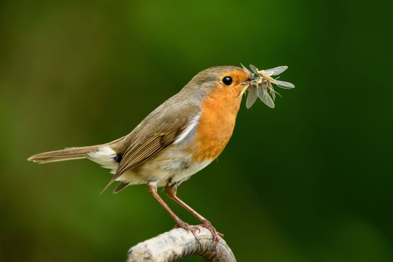 Help insecten door nooit gif te gebruiken in uw tuin. Zo helpt u ook de roodborst en andere insecteneters