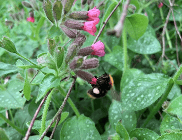 Akkerhommel (Bombus pascuorum) op gevlekt longkruid (Pulmonaria officinalis)