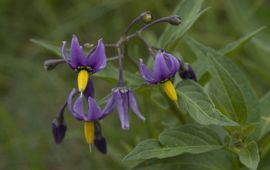 Solanum dulcamara, Bitterzoet