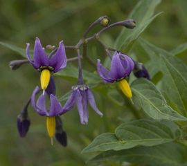 Solanum dulcamara, Bitterzoet