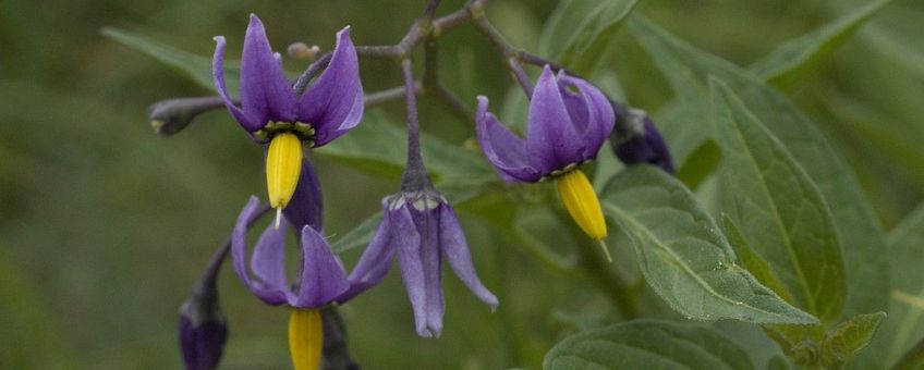 Solanum dulcamara, Bitterzoet