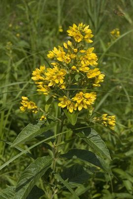 Saxifraga-Jan van der Straaten Lysimachia vulgaris, Grote wederik, garden loosestrife