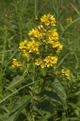 Lysimachia vulgaris, Grote wederik, garden loosestrife