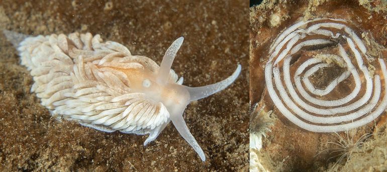 De avatar vlokslak (Aeolidiella avatar). Zeenaaktslakken kunnen verschillende kleuren hebben, en het feit dat deze wit is en die andere oranje helpt dus niet. De slak beest in de bovenste foto is ook een avatar