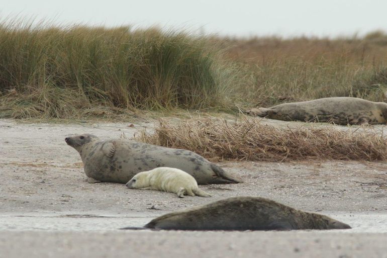 Grijze zeehonden