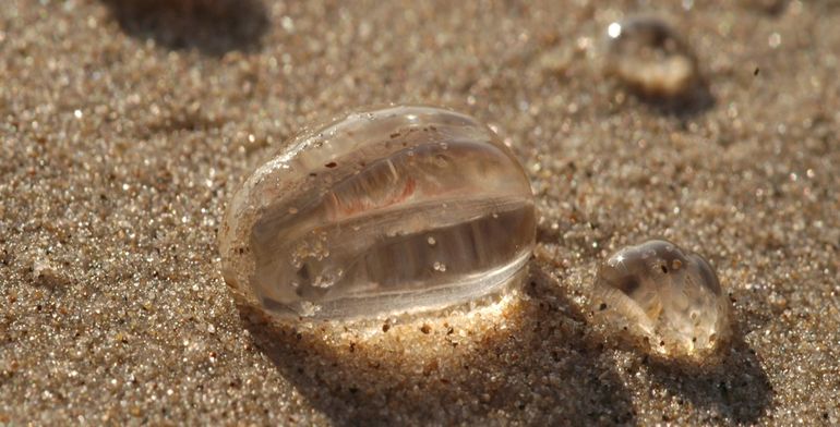 Aangespoelde Zeedruifjes op het strand zijn net stevige, druifvormige waterdruppels