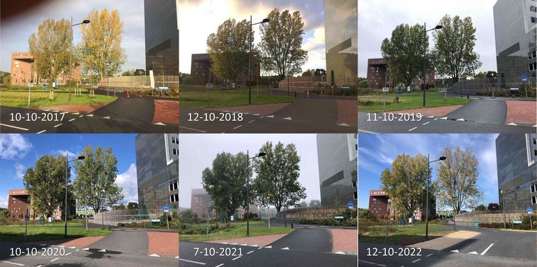 Stand van de herfstkleuring van twee populieren op de campus van Wageningen University rond 10 oktober. Vooral de rechterboom heeft al vrij veel blad verloren in 2022. De bladverkleuring is ook duidelijk eerder dan in 2020, 2019 en 2021 