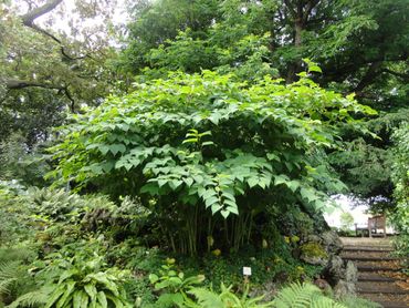 Japanse duizendknoop in de Hortus botanicus in Leiden: misschien wel de moederplant van vrijwel alle Europese exemplaren