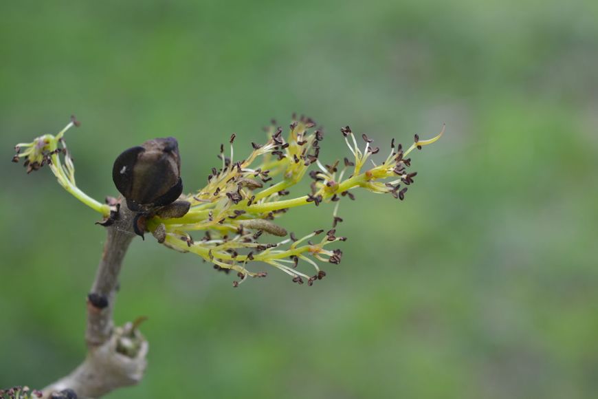 Vrouwelijke bloem es Fraxinus excelsior