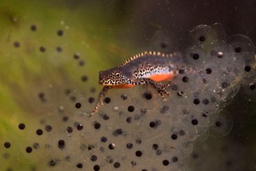 Ook de Alpenwatersalamander kan besmet worden met de schimmel