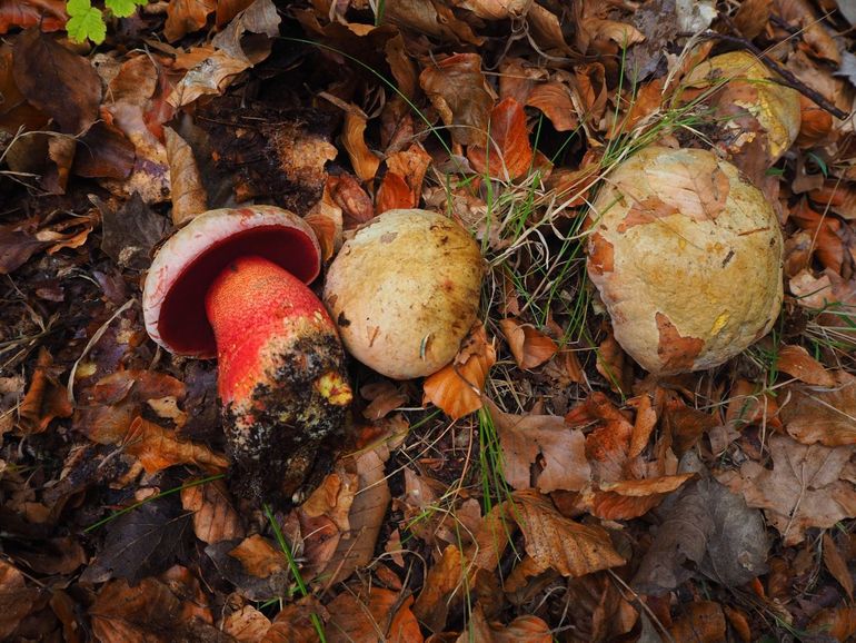 Opvallend veel Roodnetboleten (Rubroboletus rhodoxanthus) in de Staatsbossen van Schoorl 