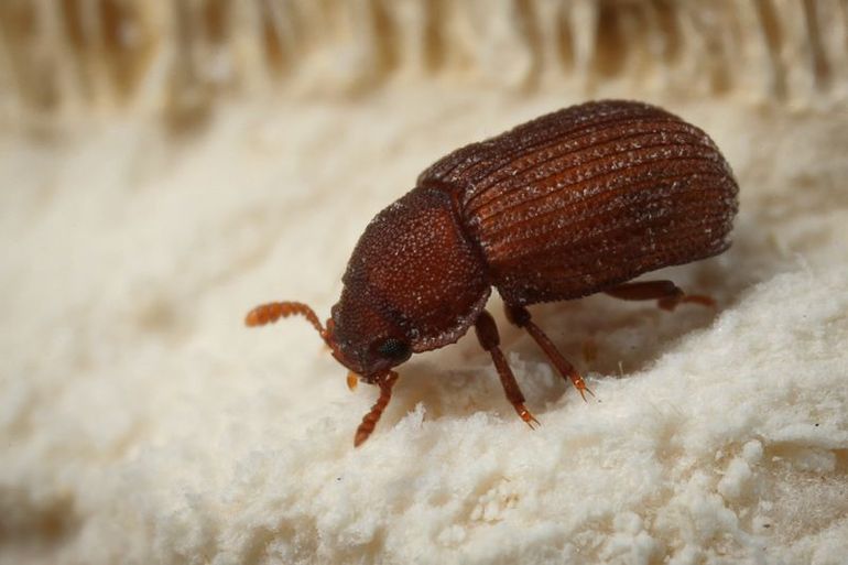 Eledona agricola 