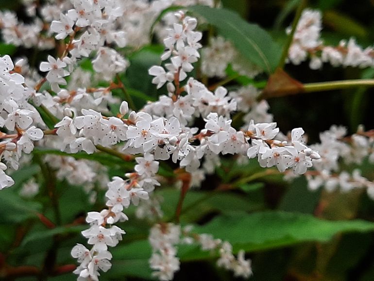 Bloeiwijze van Afghaanse duizendknoop met helder tot roodachtig witte bloemen. De bloeiwijze-as is rood