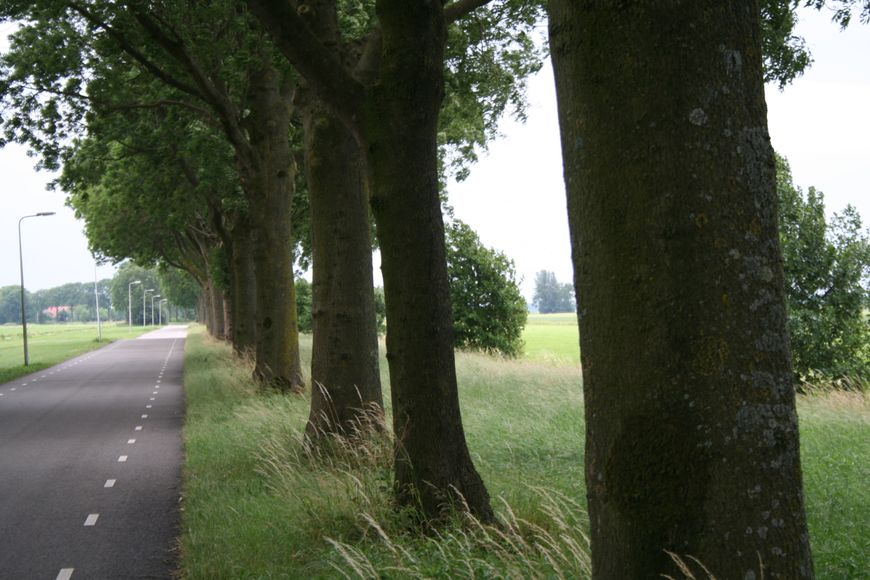 Essentaksterfte Fraxinus excelsior bomen langs weg