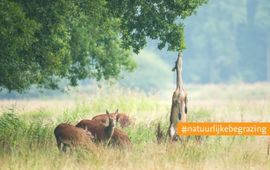 Bob Luijks, Natuurportret EENMALIG GEBRUIK Edelherten