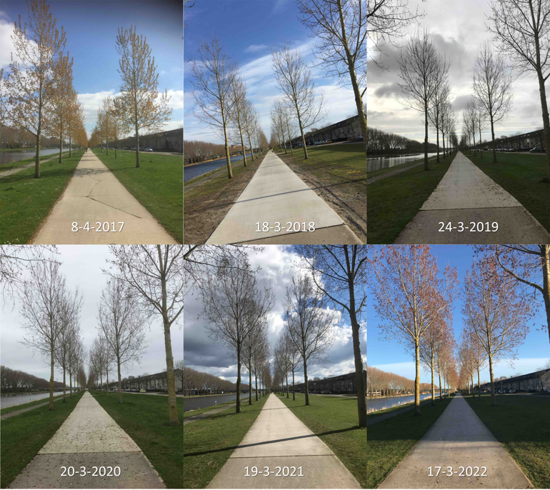 Stand van de ontwikkeling van populieren in Almere rond 20 maart in de jaren 2017 tot en met 2022