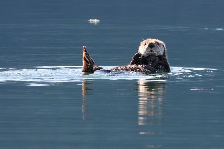 Sea otter