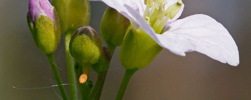 eitje oranjetipje op pinksterbloem - primair