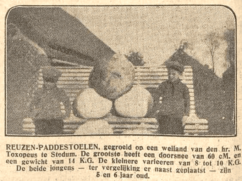 Krantenknipsel van 11 november 1926 over de vondst van een Reuzenbovist