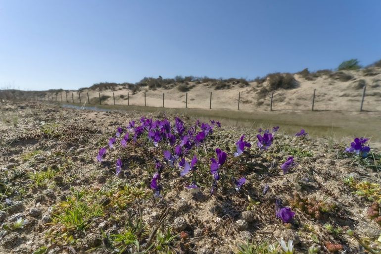 Het onderzoek heeft ook aandacht voor de bodem en de daarin aanwezige bacteriën en schimmels en de dieren die op de bodem leven als onderdeel van de voedselketen