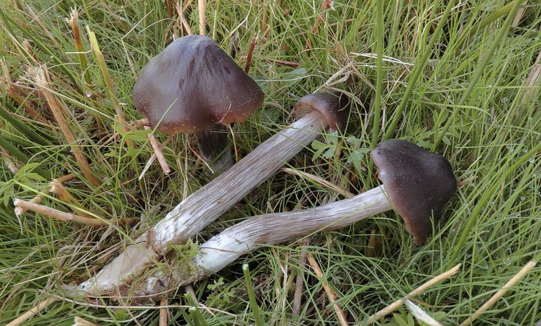 De met uitsterven bedreigde Grote veenmossatijnzwam