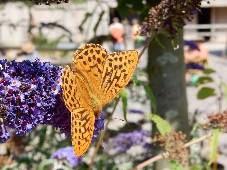 Zelfs de keizersmantel zou je in je tuin kunnen zien tijdens de Tuinvlindertelling