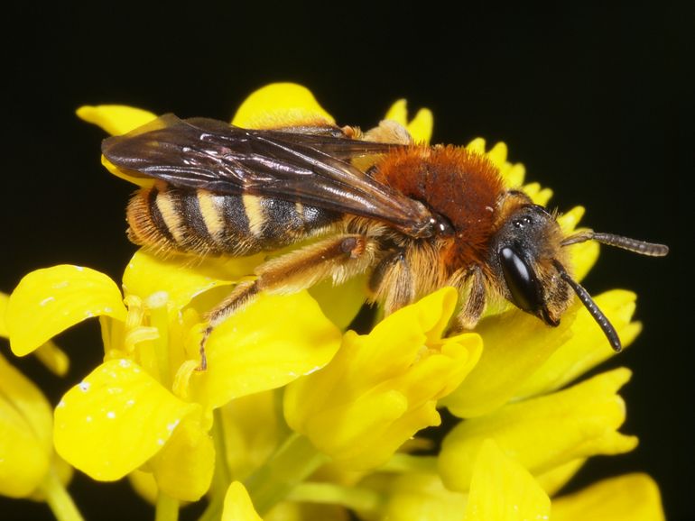 Tweecellige zandbij (Andrena lagopus)