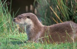 Mark Zekhuis, Saxifraga Lutra lutra. Otter