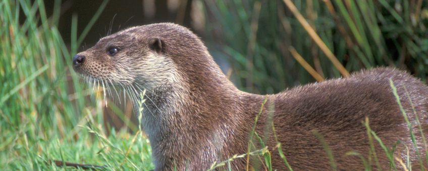 Lutra lutra. Otter